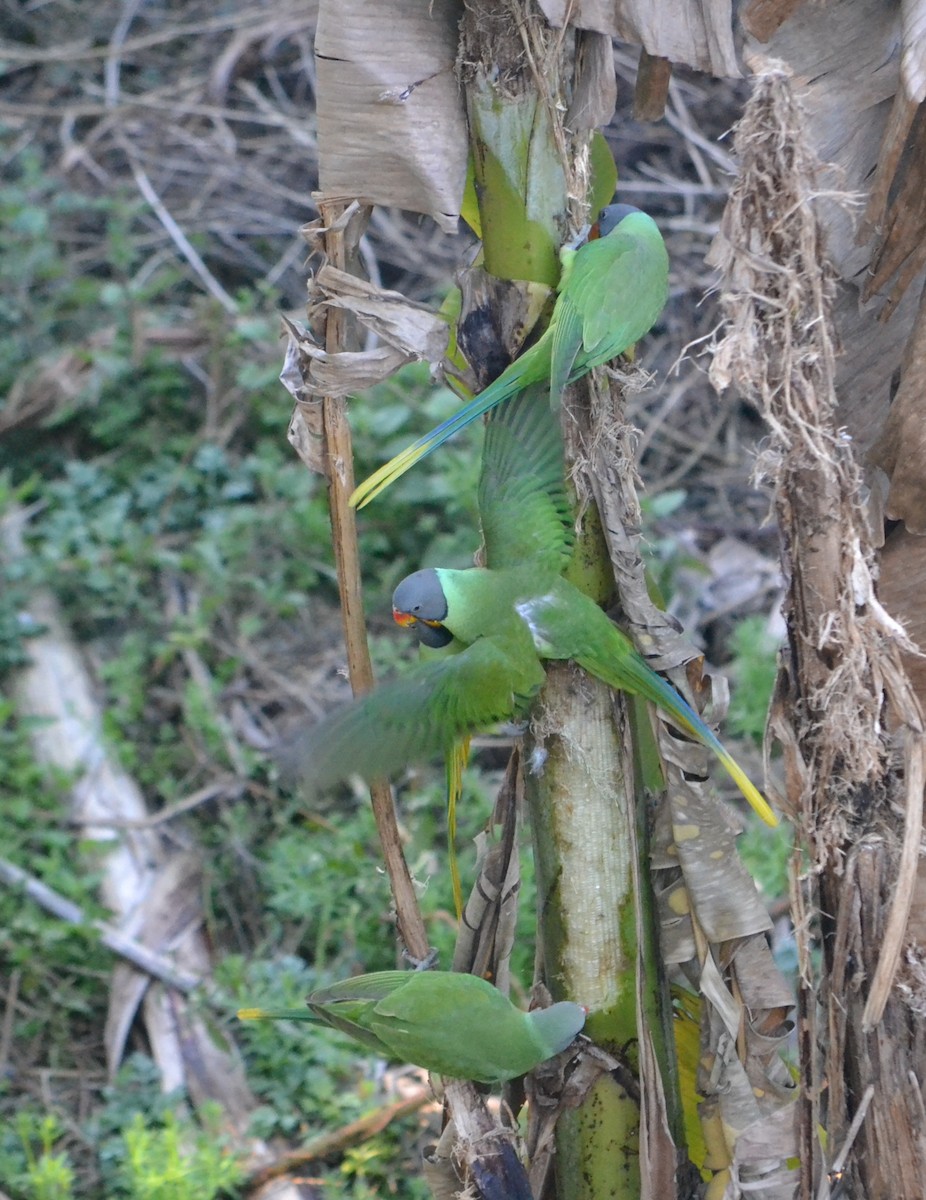 Slaty-headed Parakeet - ML642969916