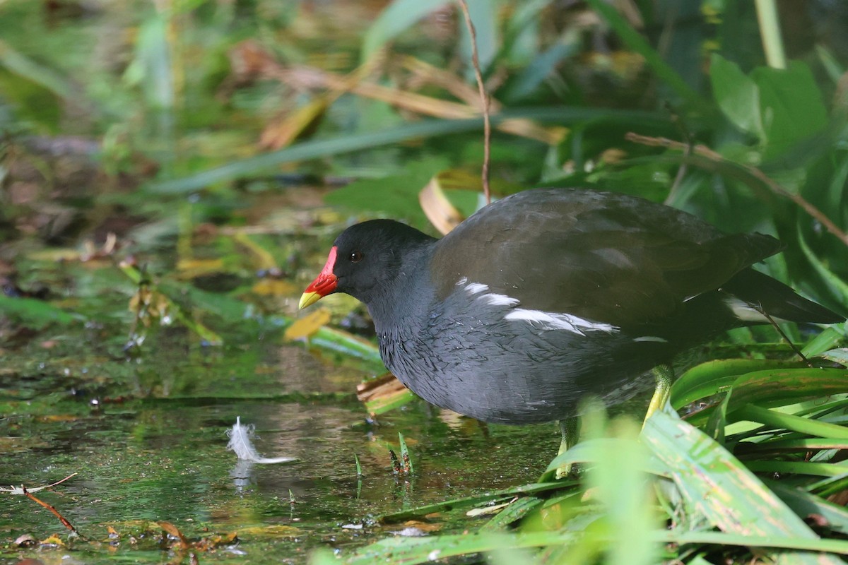 バン - ML642969922