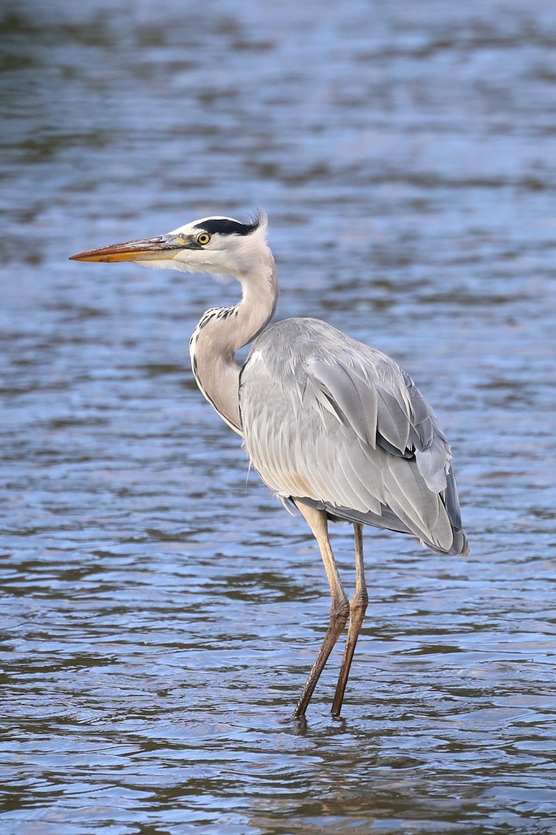 アオサギ - ML642969924