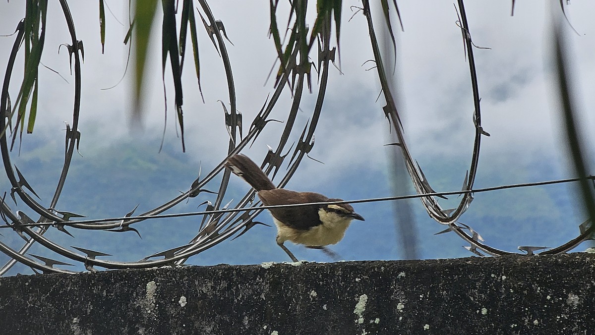 Bicolored Wren - ML642969926