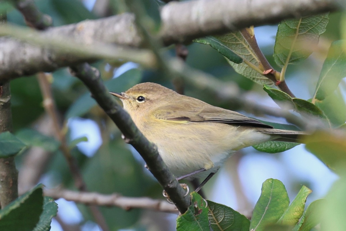 チフチャフ - ML642969930