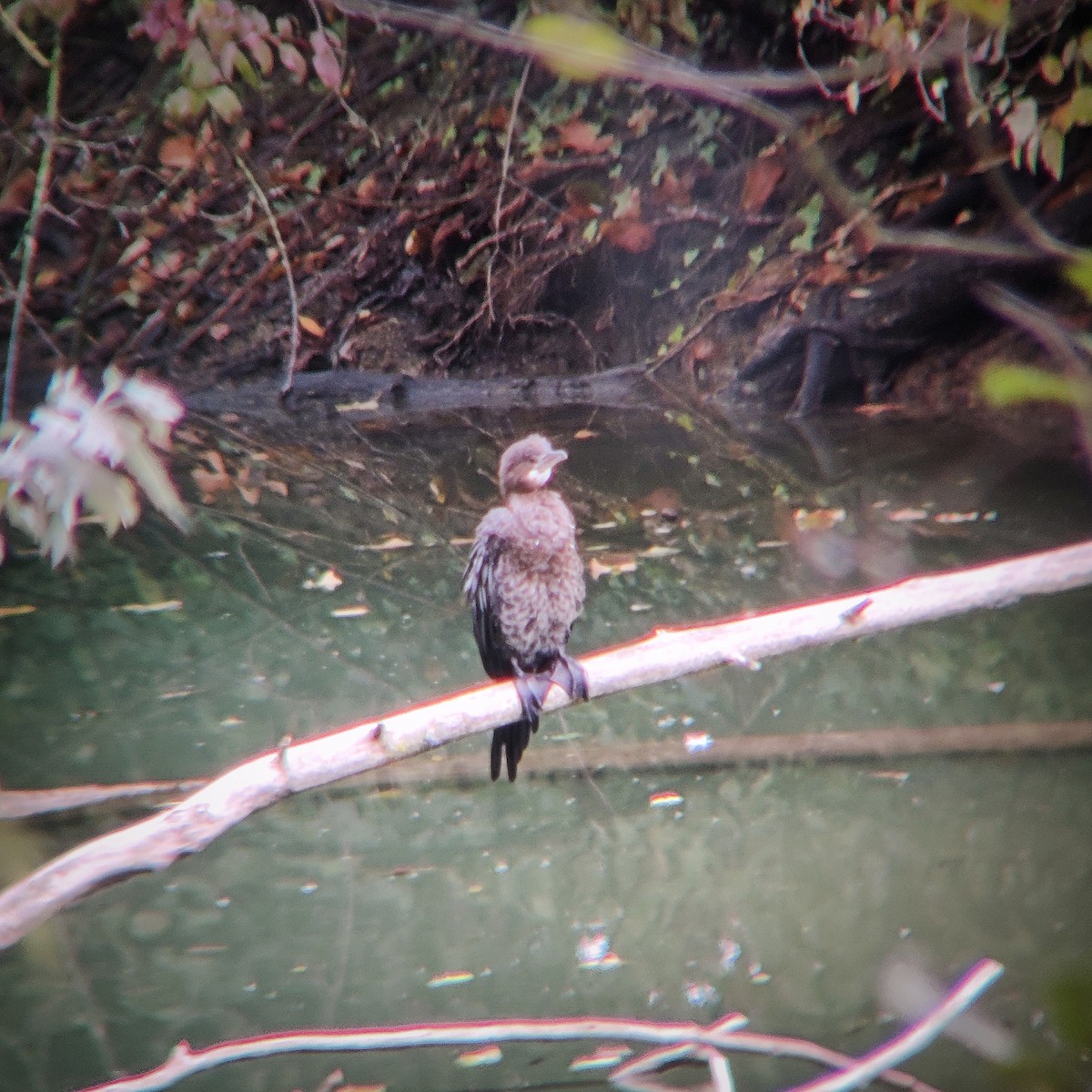 Pygmy Cormorant - ML642969933