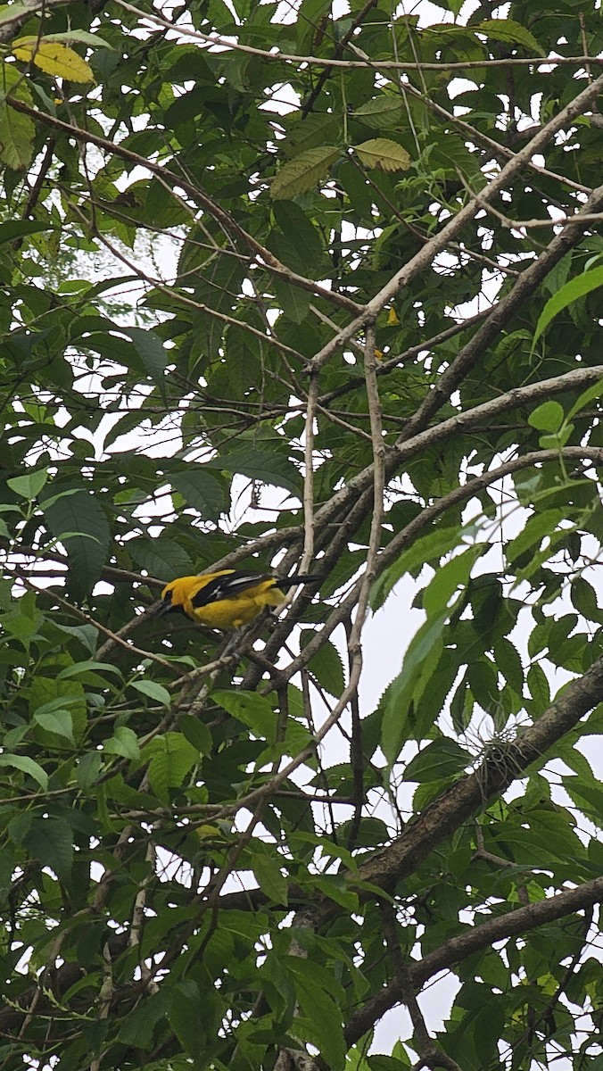 Yellow Oriole - ML642969948