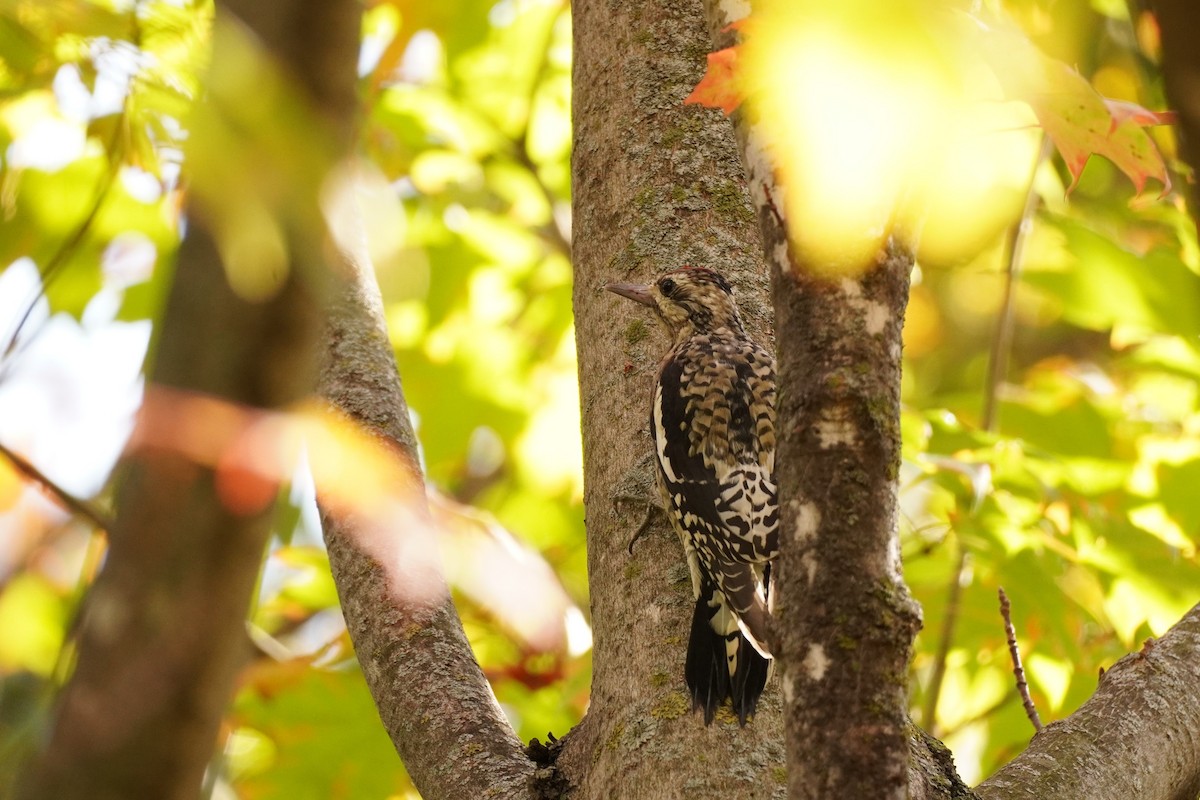 Yellow-bellied Sapsucker - ML642969949