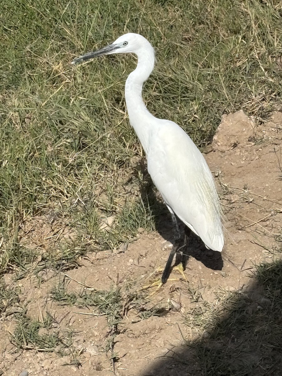 Little Egret - ML642969955