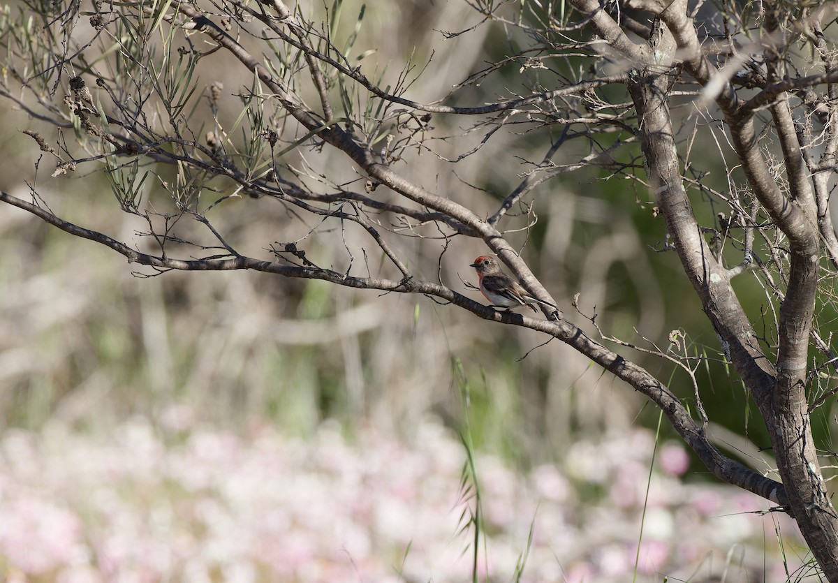 Red-capped Robin - ML642969961