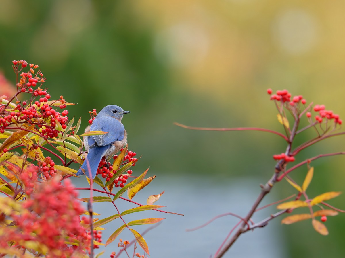 Eastern Bluebird - ML642969962