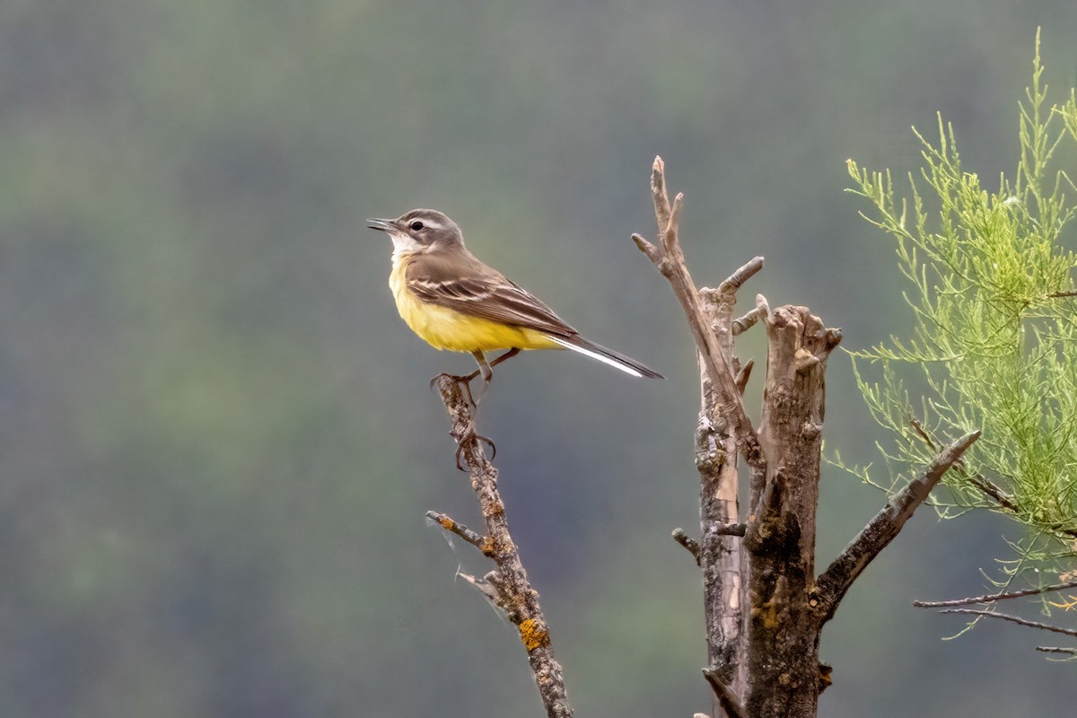 Western Yellow Wagtail - ML642969976
