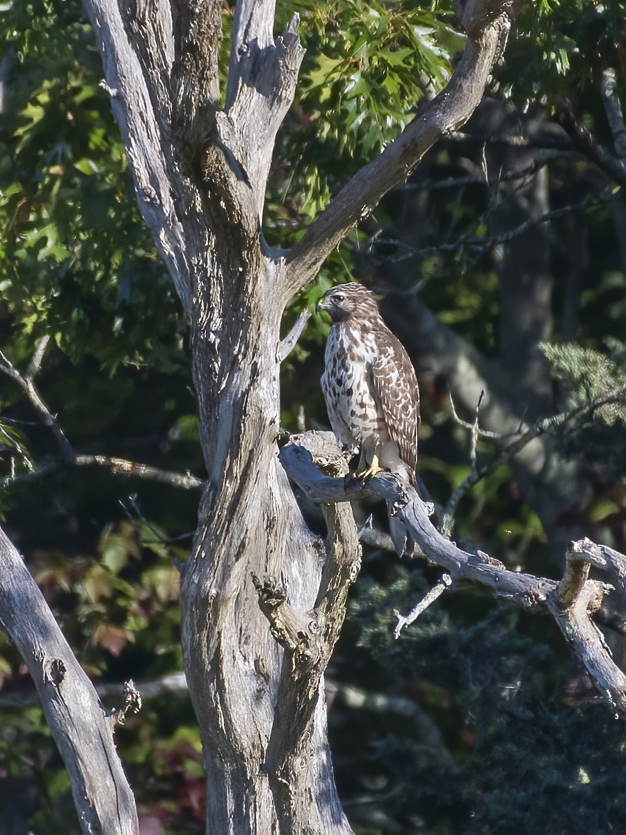 Red-shouldered Hawk - ML642969983