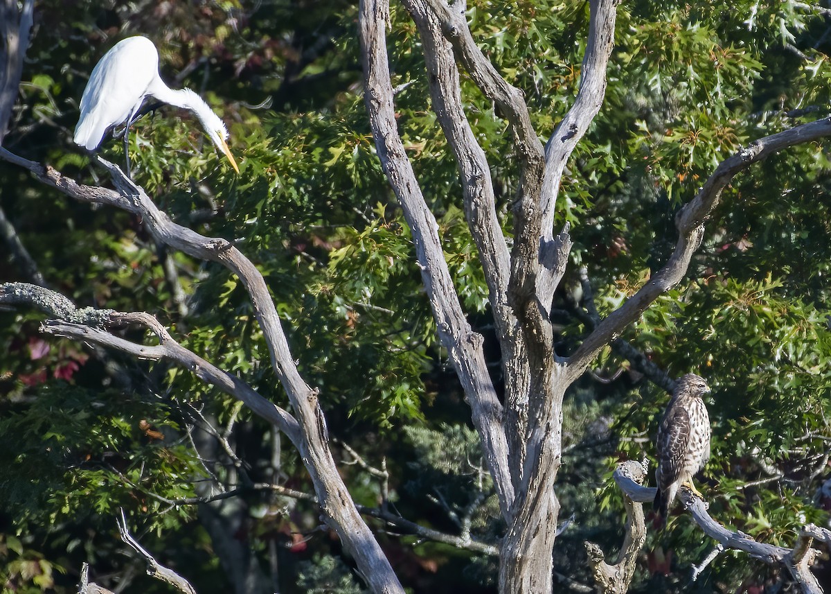 Red-shouldered Hawk - ML642969984