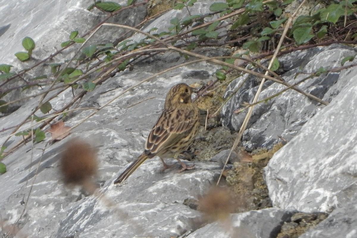 Zigolo nero - ML642969994