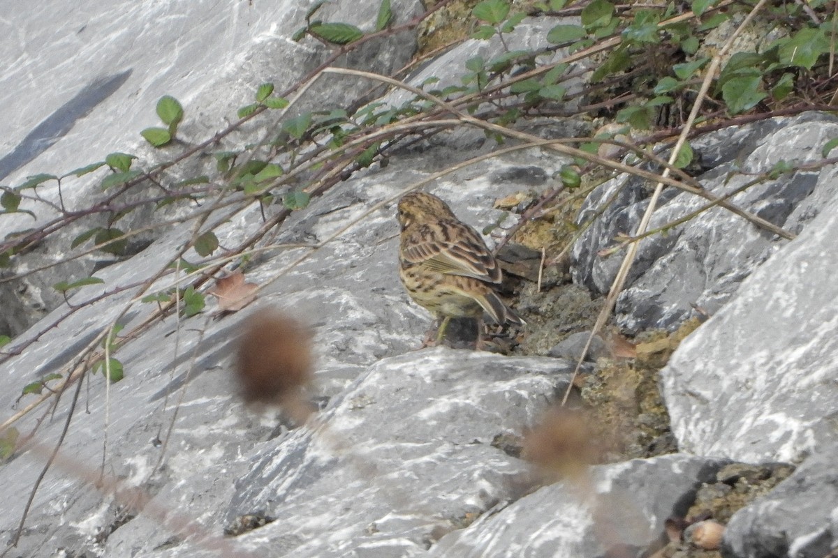 Zigolo nero - ML642969995