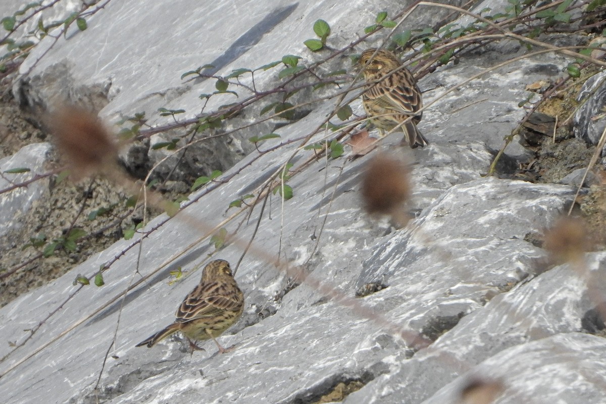 Zigolo nero - ML642969996