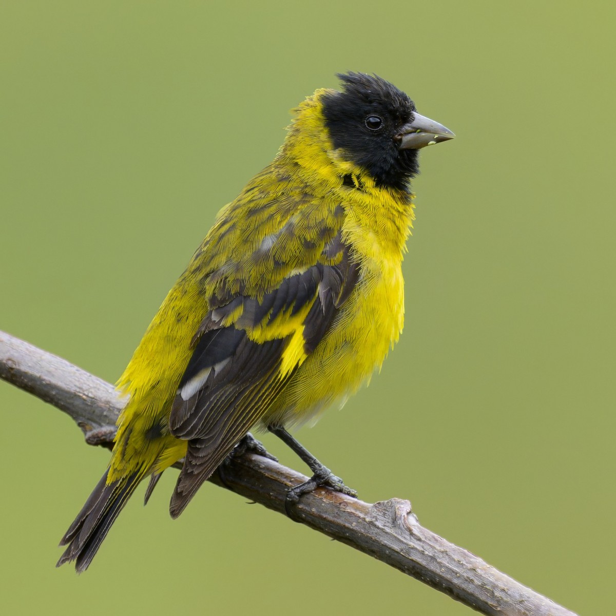 Hooded Siskin - ML642970028