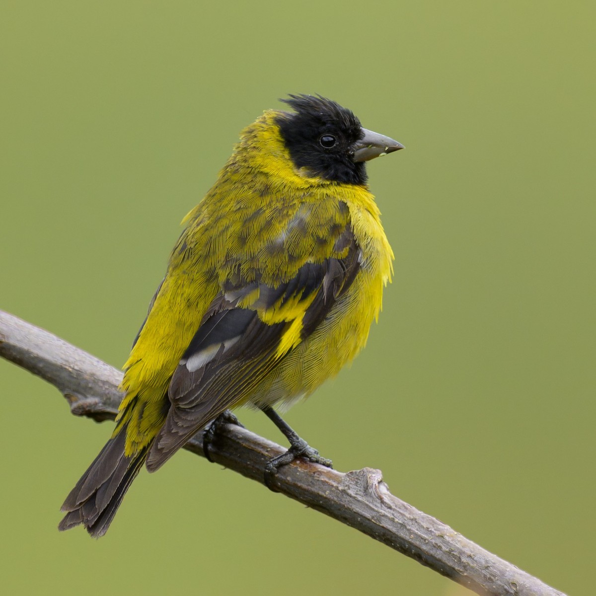 Hooded Siskin - ML642970029