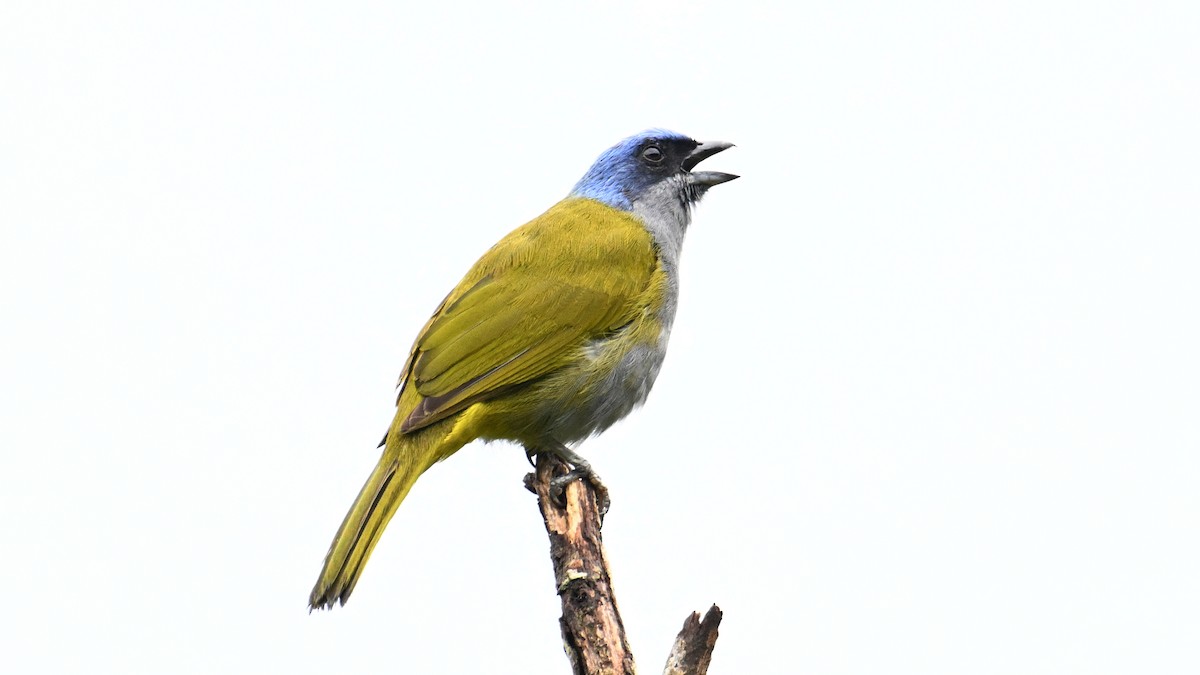 Blue-capped Tanager - ML642970031
