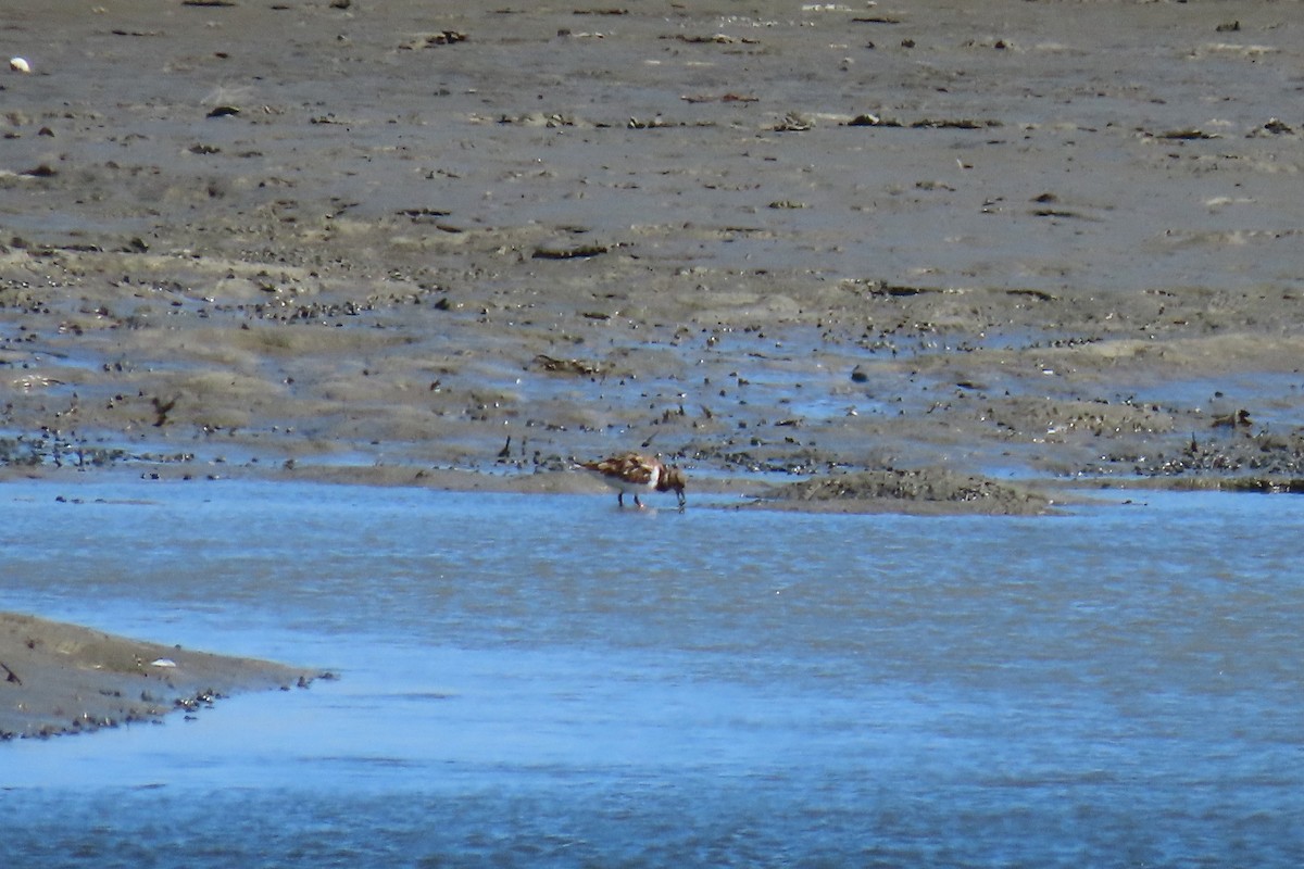 Ruddy Turnstone - Pat Herrick