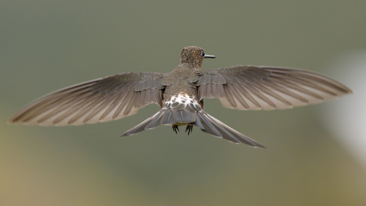 Giant Hummingbird - ML642970045