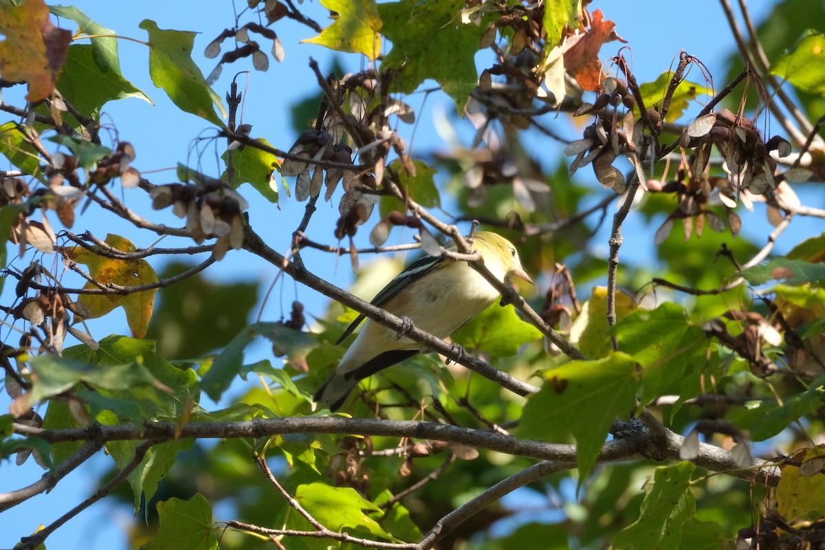 Bay-breasted Warbler - ML642970055
