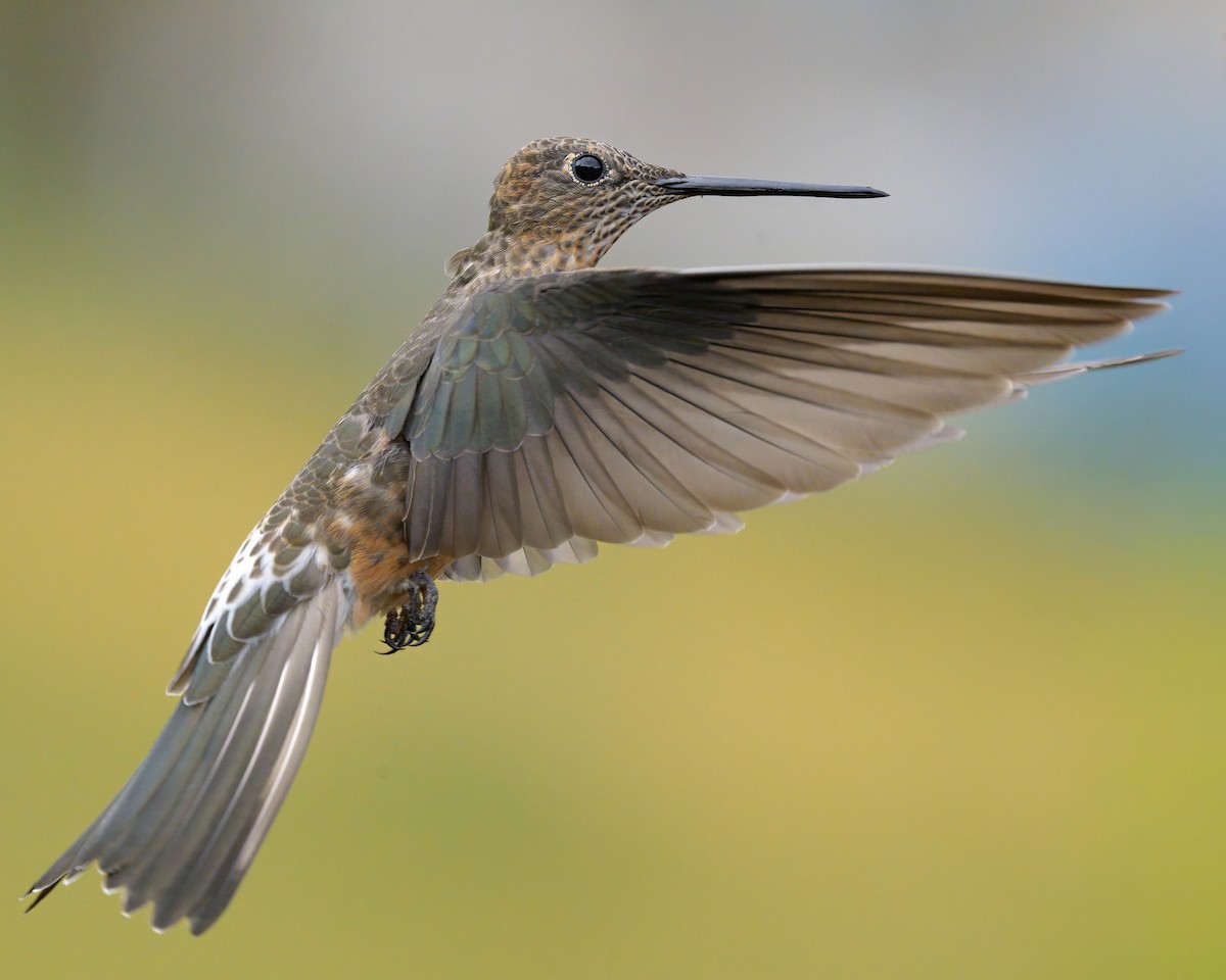Giant Hummingbird - ML642970056