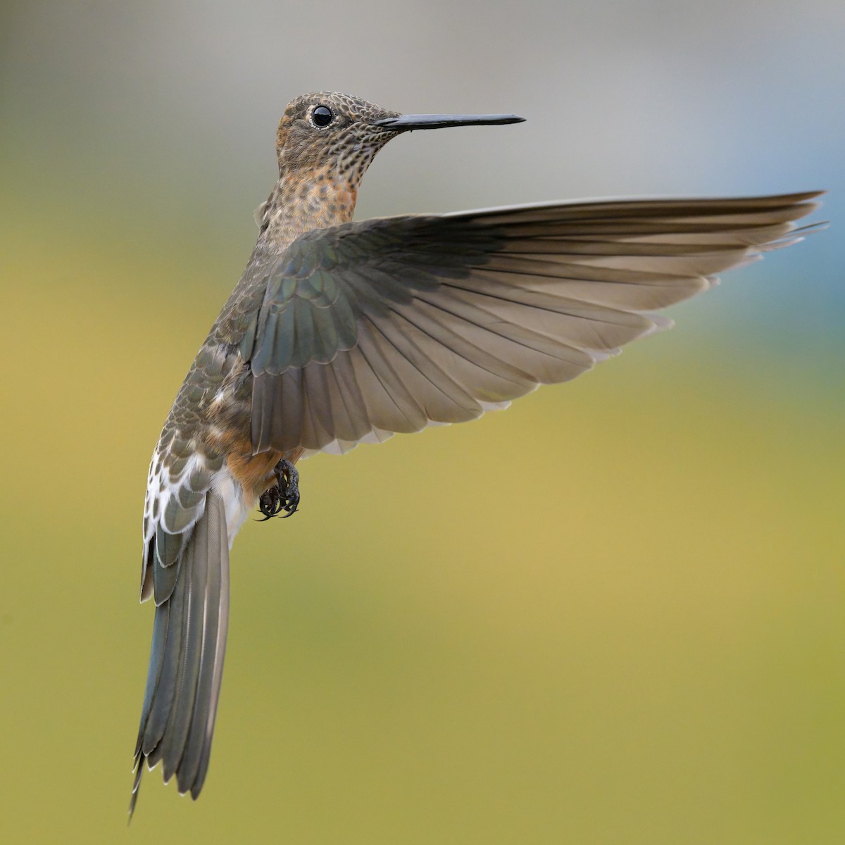 Giant Hummingbird - ML642970057
