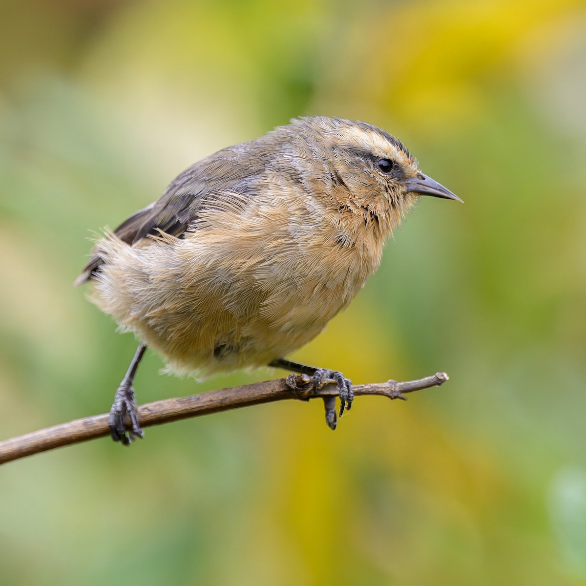 Cinereous Conebill - ML642970062