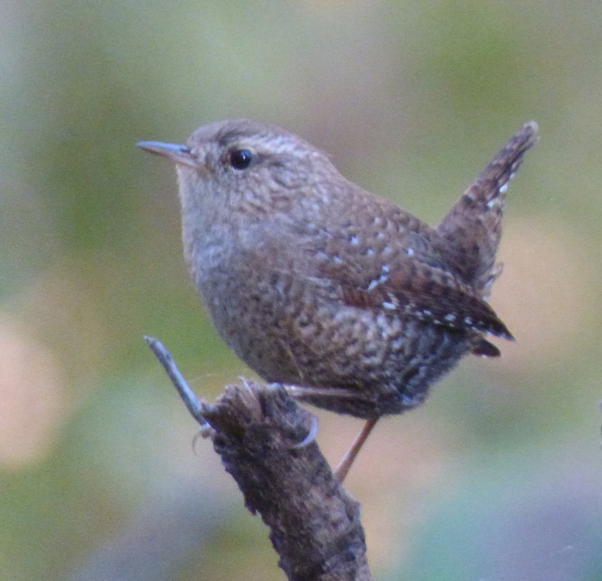Winter Wren - ML642970063
