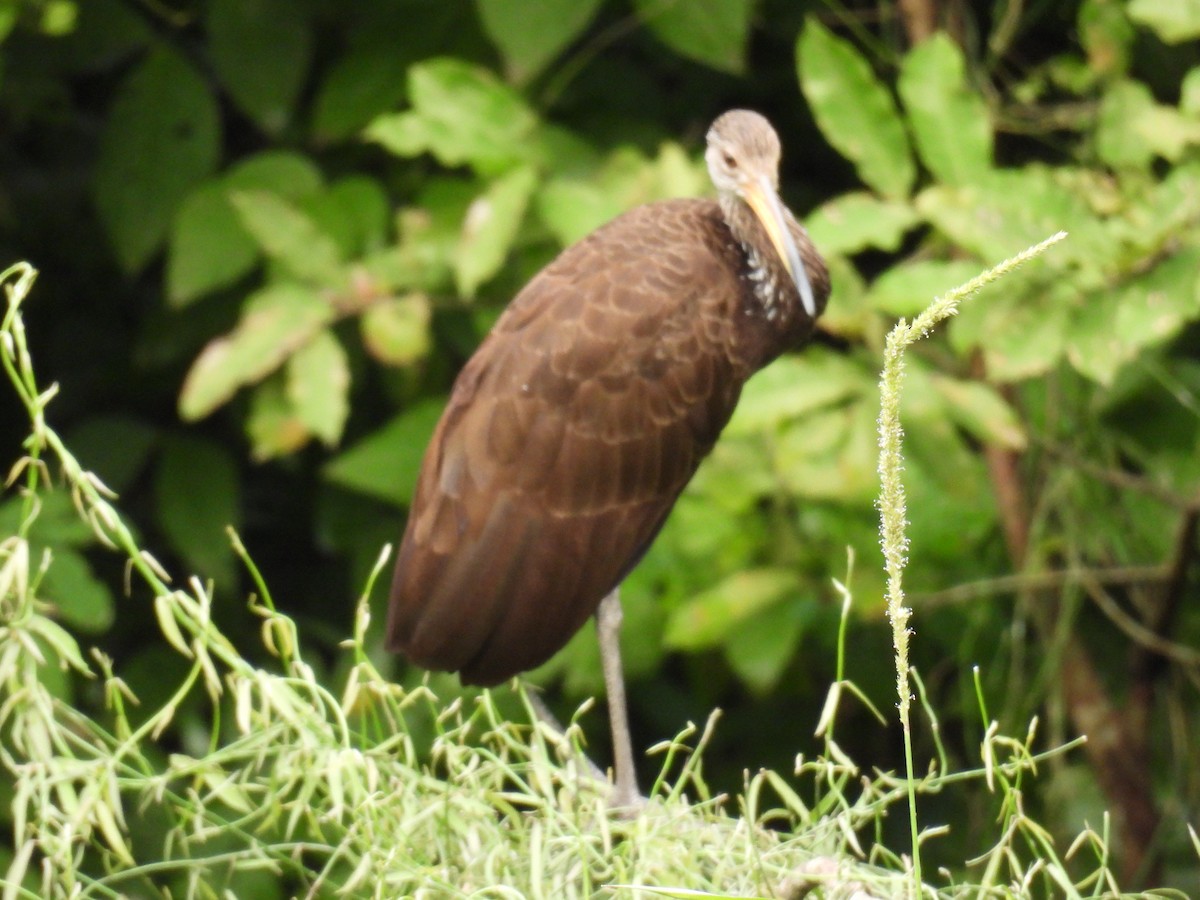 Limpkin - ML642970065