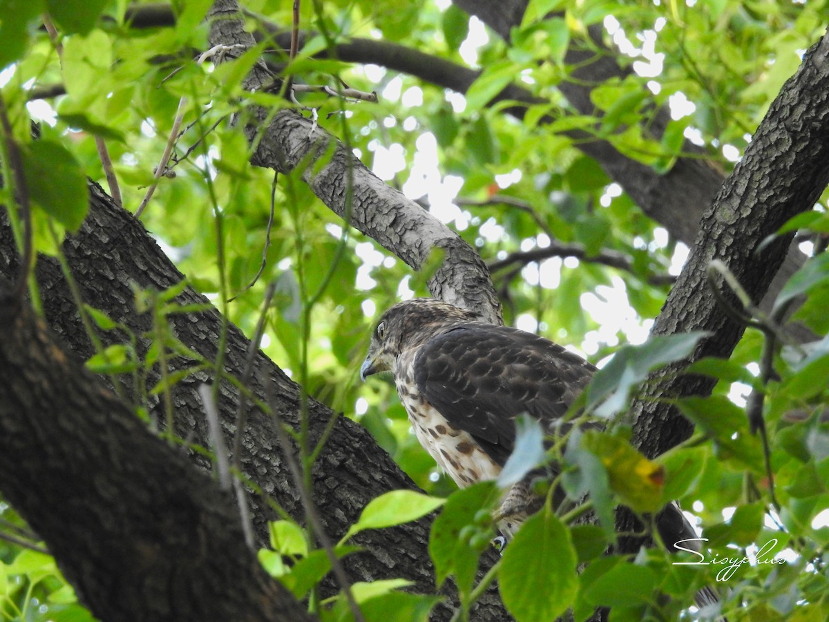 Crested Goshawk - ML642970067