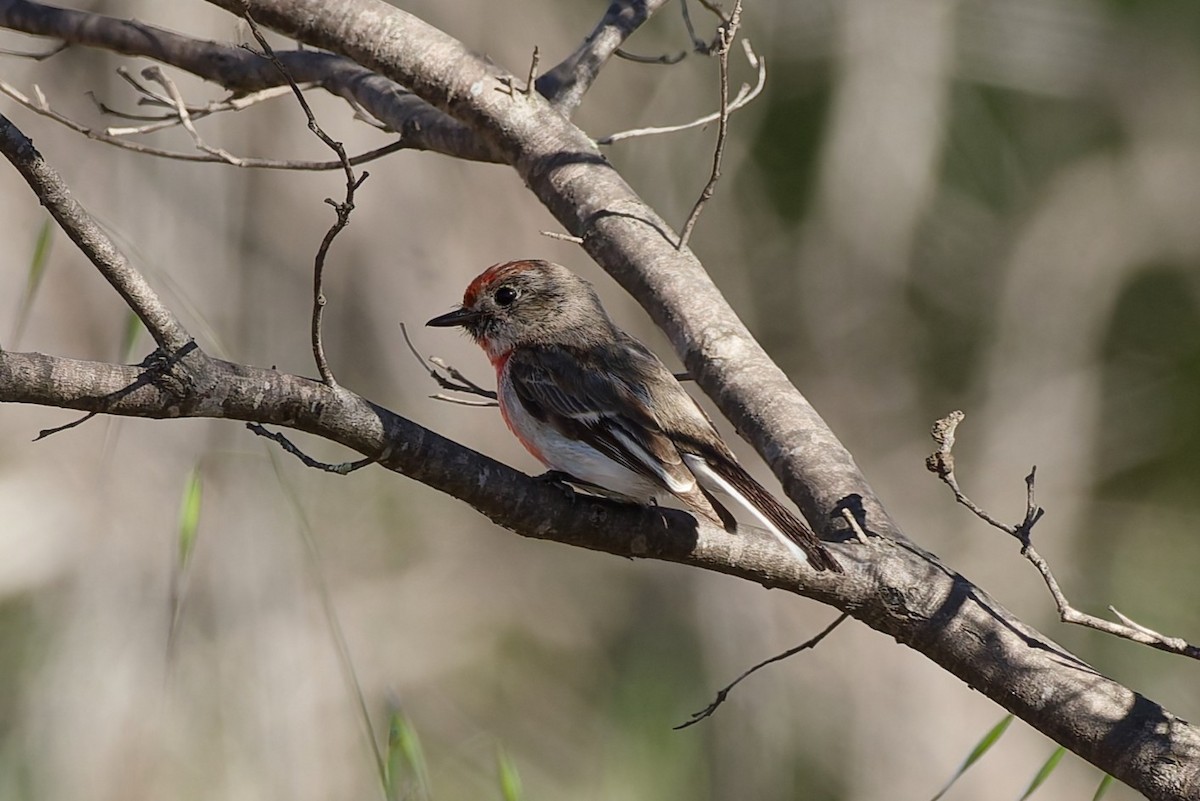Red-capped Robin - ML642970068