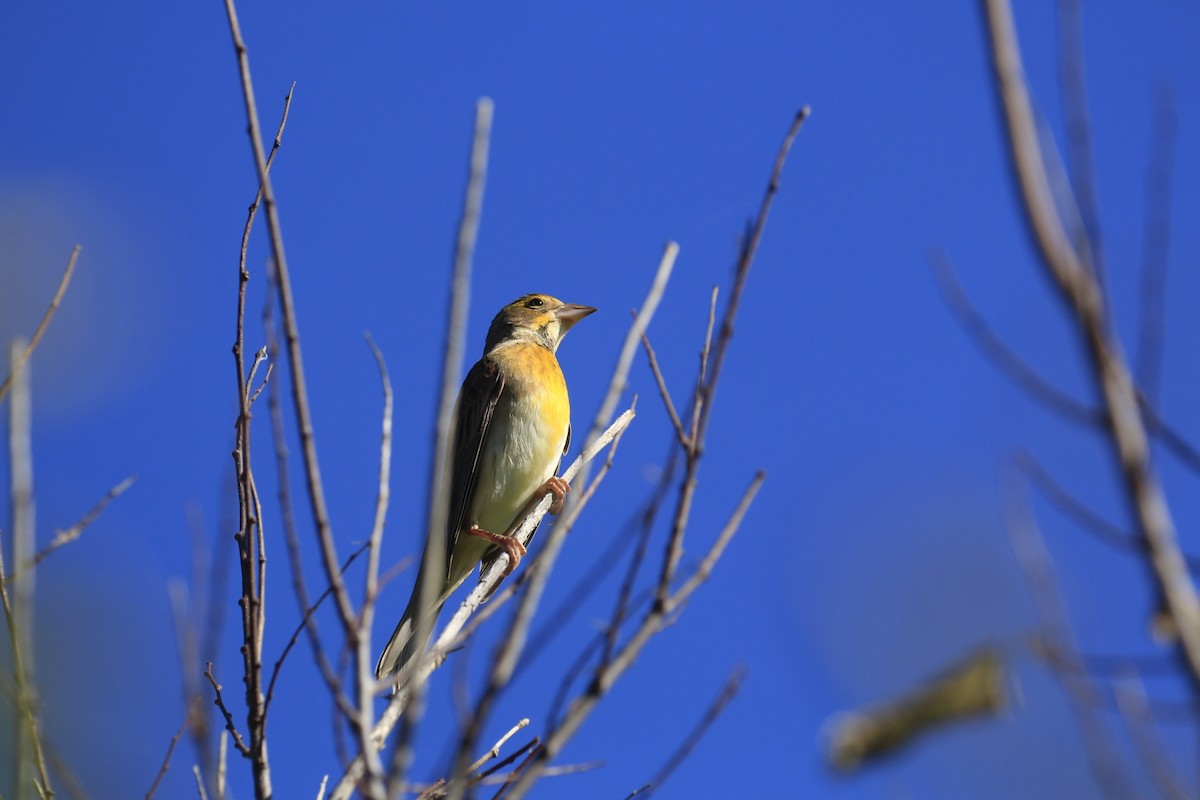 Dickcissel - ML642970079