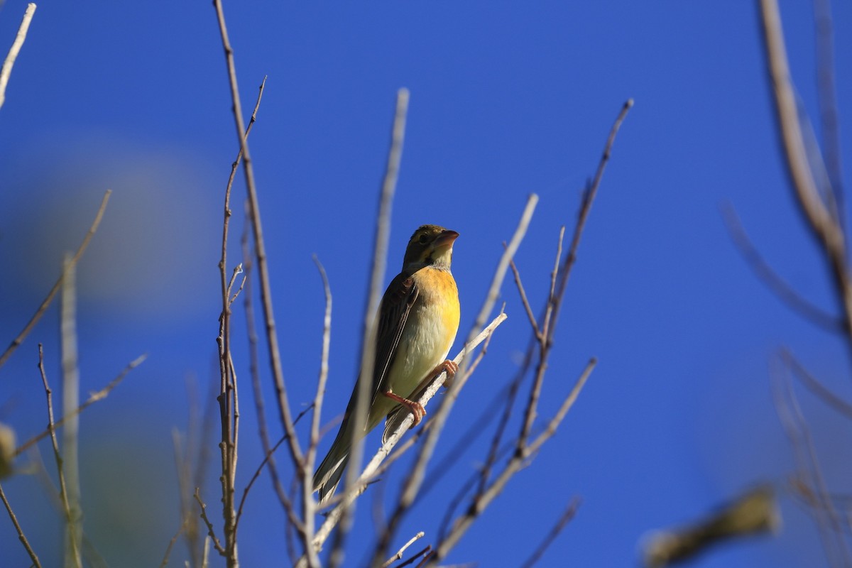 Dickcissel - ML642970081