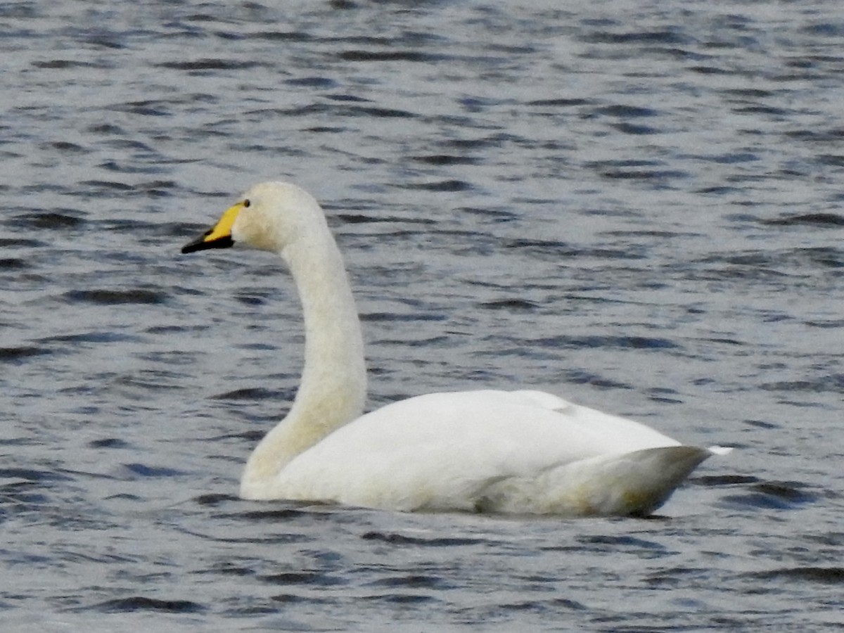 Cigno selvatico - ML642970092