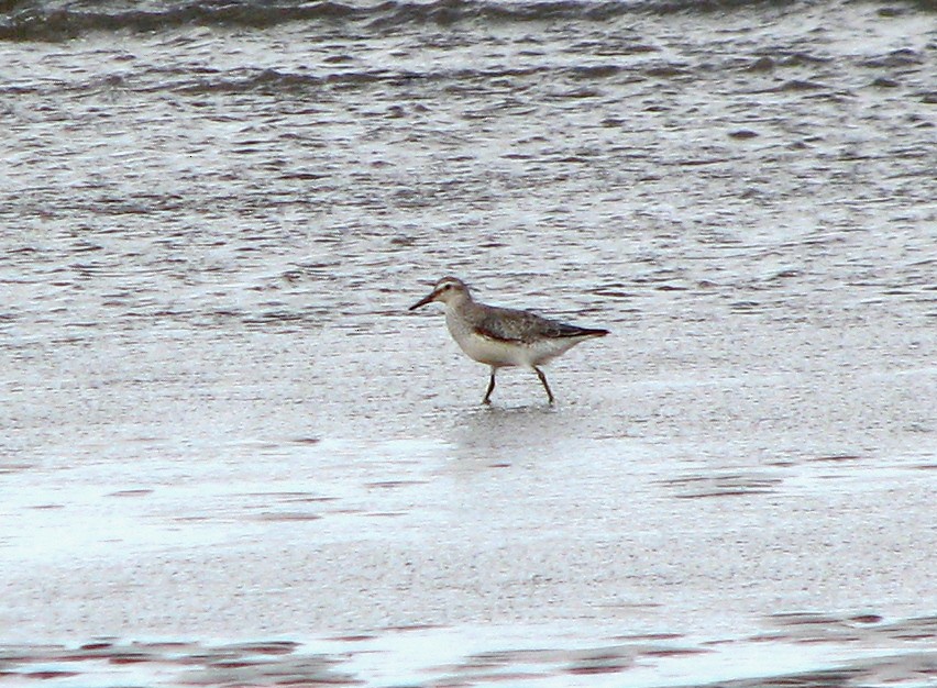Red Knot - ML642970094