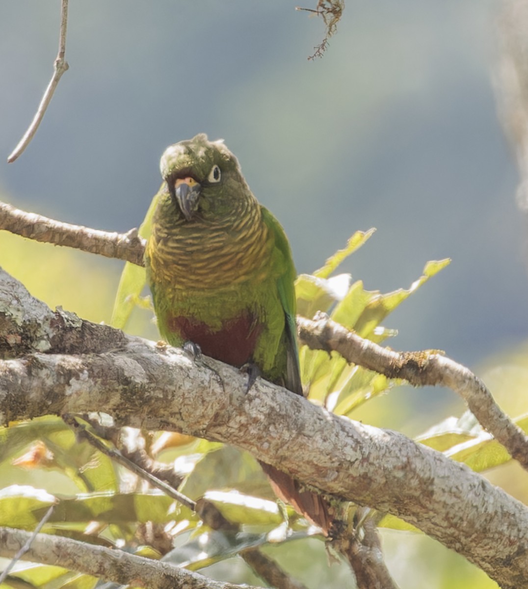 Maroon-bellied Parakeet - ML642970095