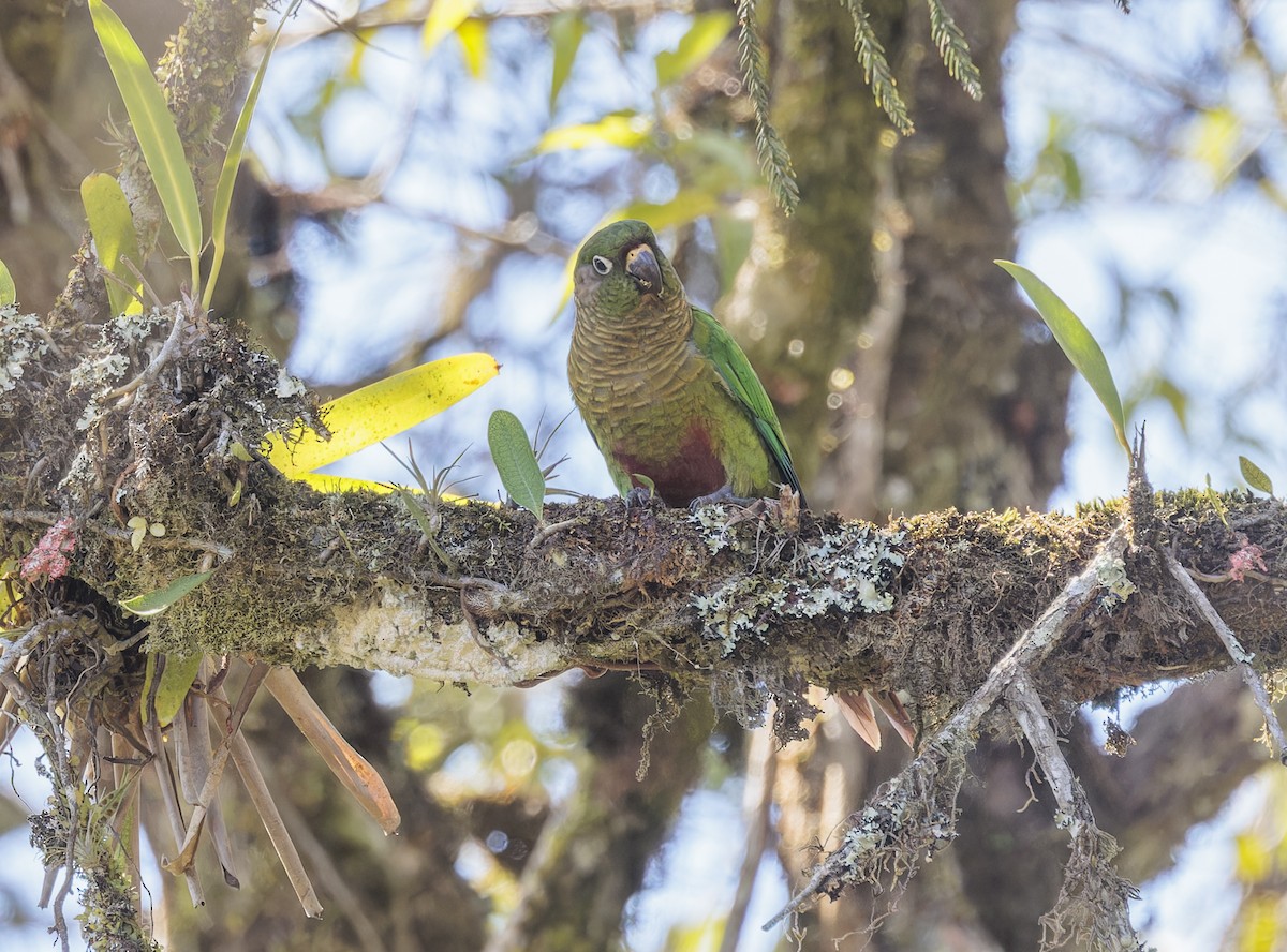 Maroon-bellied Parakeet - ML642970096