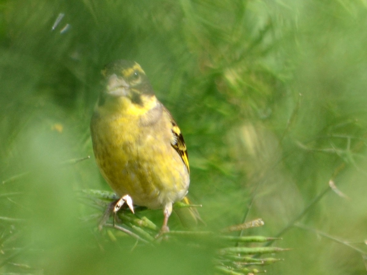 Yellow-breasted Greenfinch - ML642970105