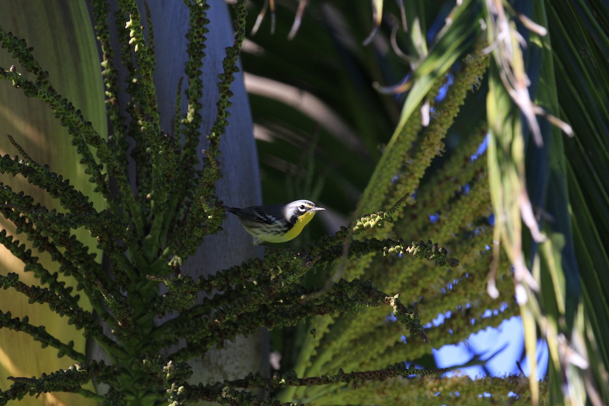 Yellow-throated Warbler - ML642970110