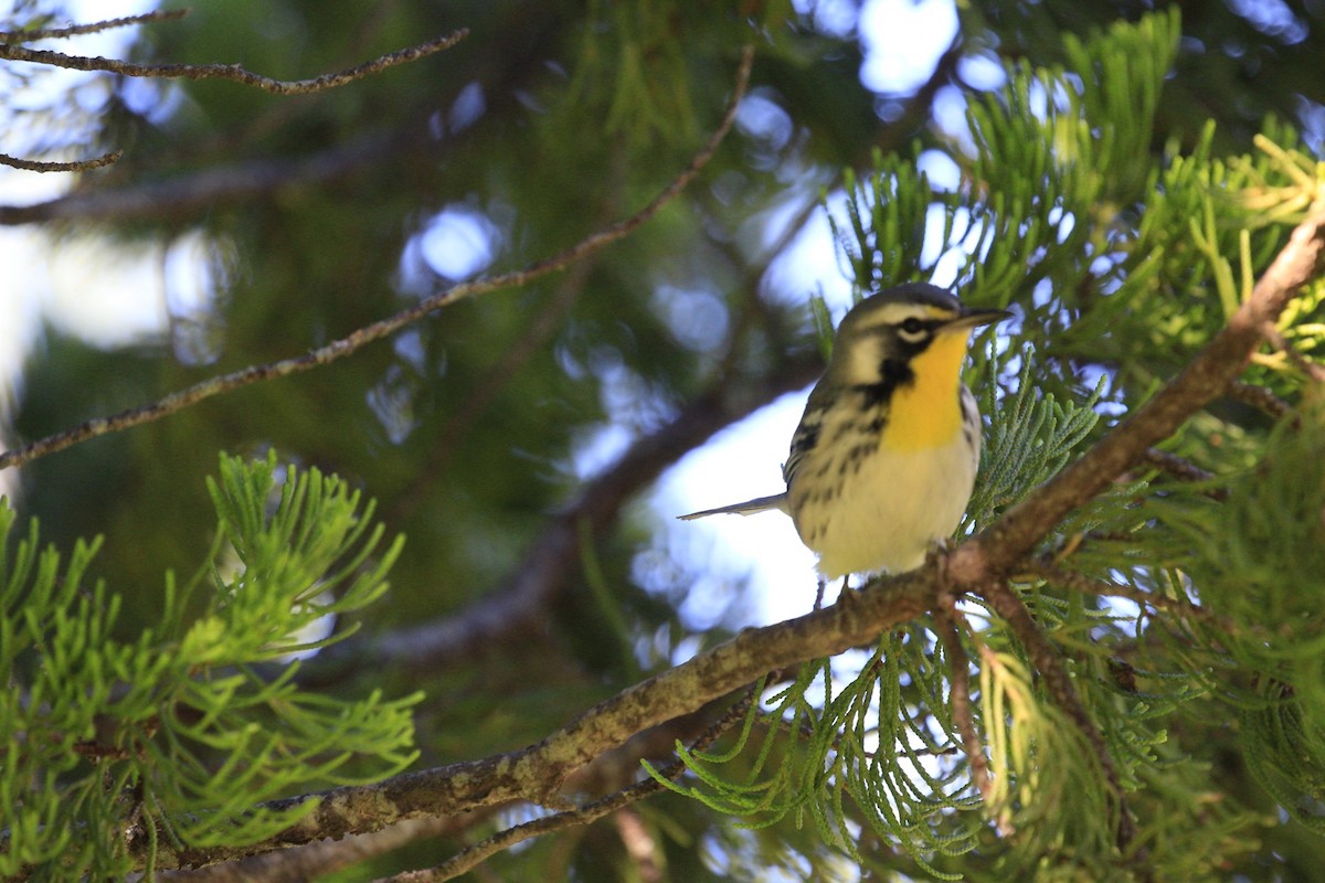 Yellow-throated Warbler - ML642970111