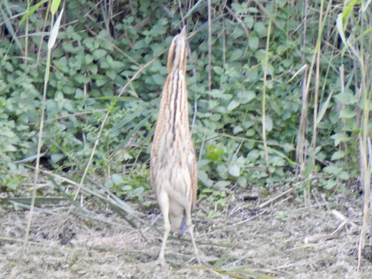 Eurasian Bittern - ML642970113