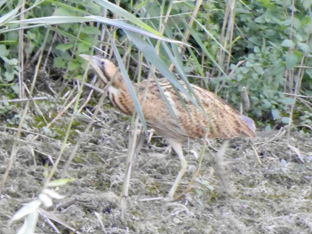 Eurasian Bittern - ML642970114