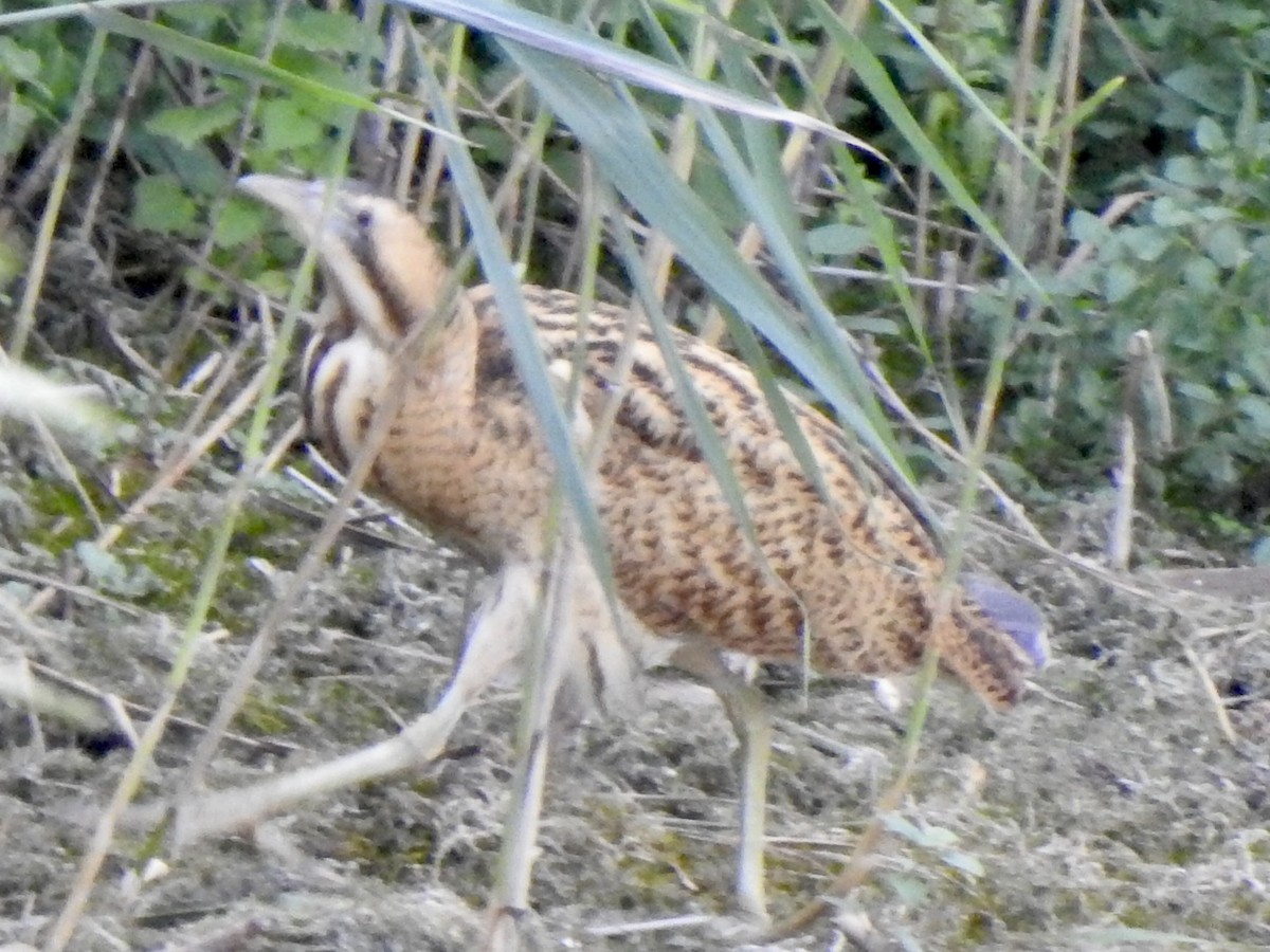 Eurasian Bittern - ML642970115