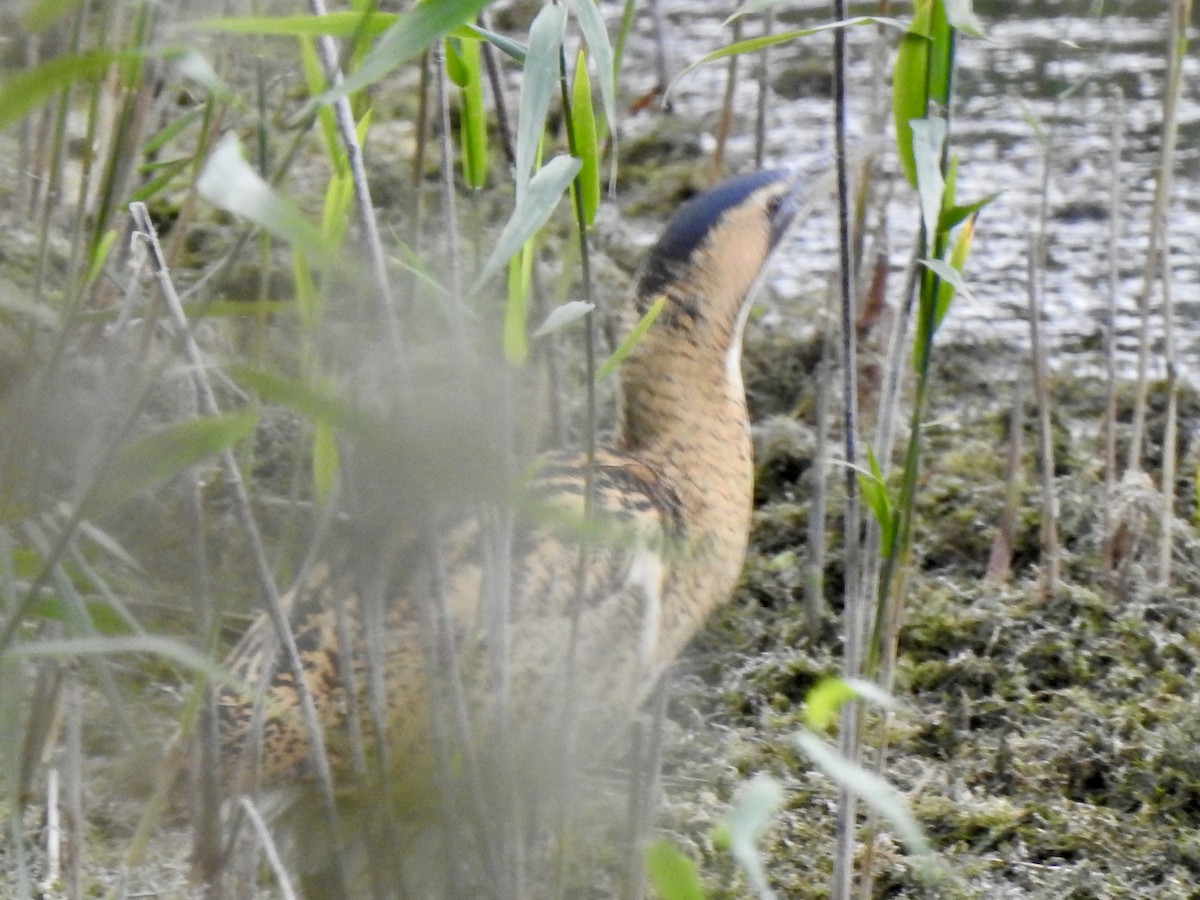 Eurasian Bittern - ML642970116