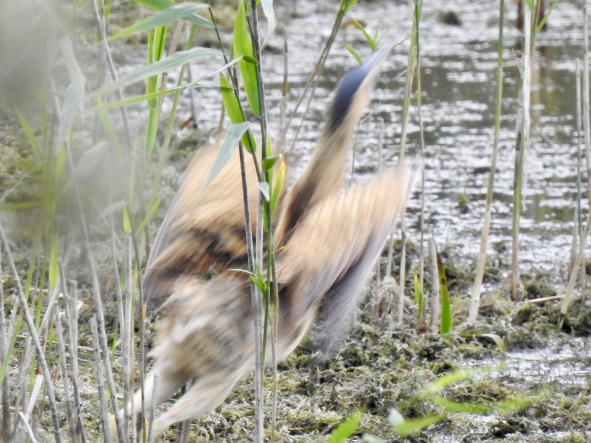 Eurasian Bittern - ML642970118