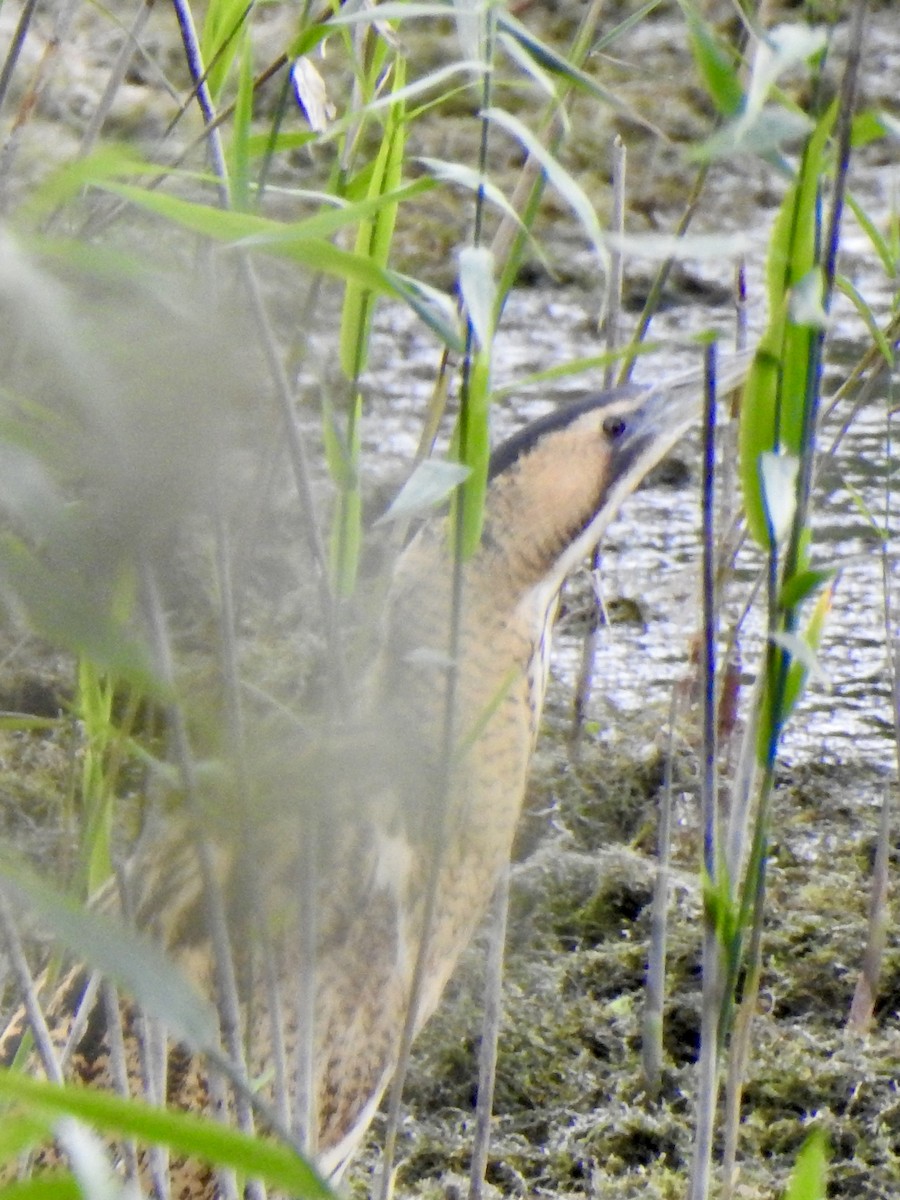 Eurasian Bittern - ML642970119