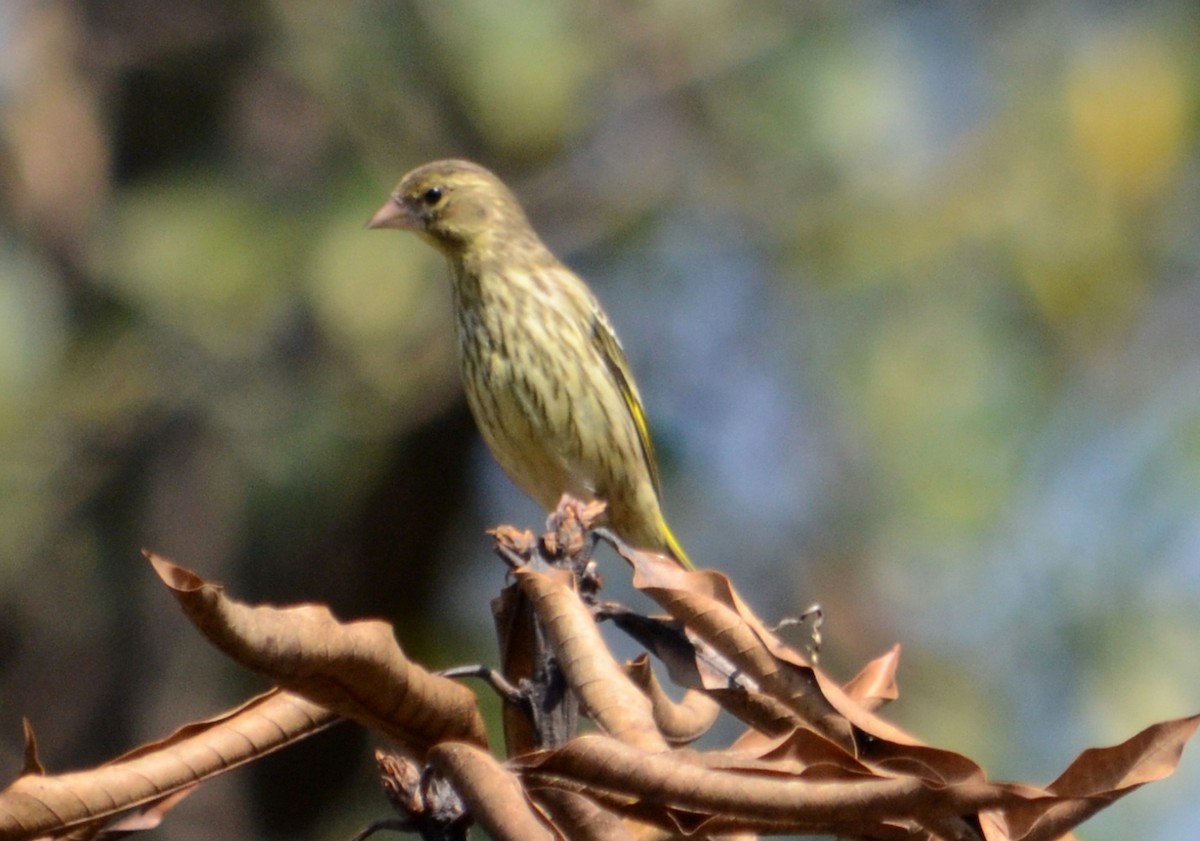 Yellow-breasted Greenfinch - ML642970120
