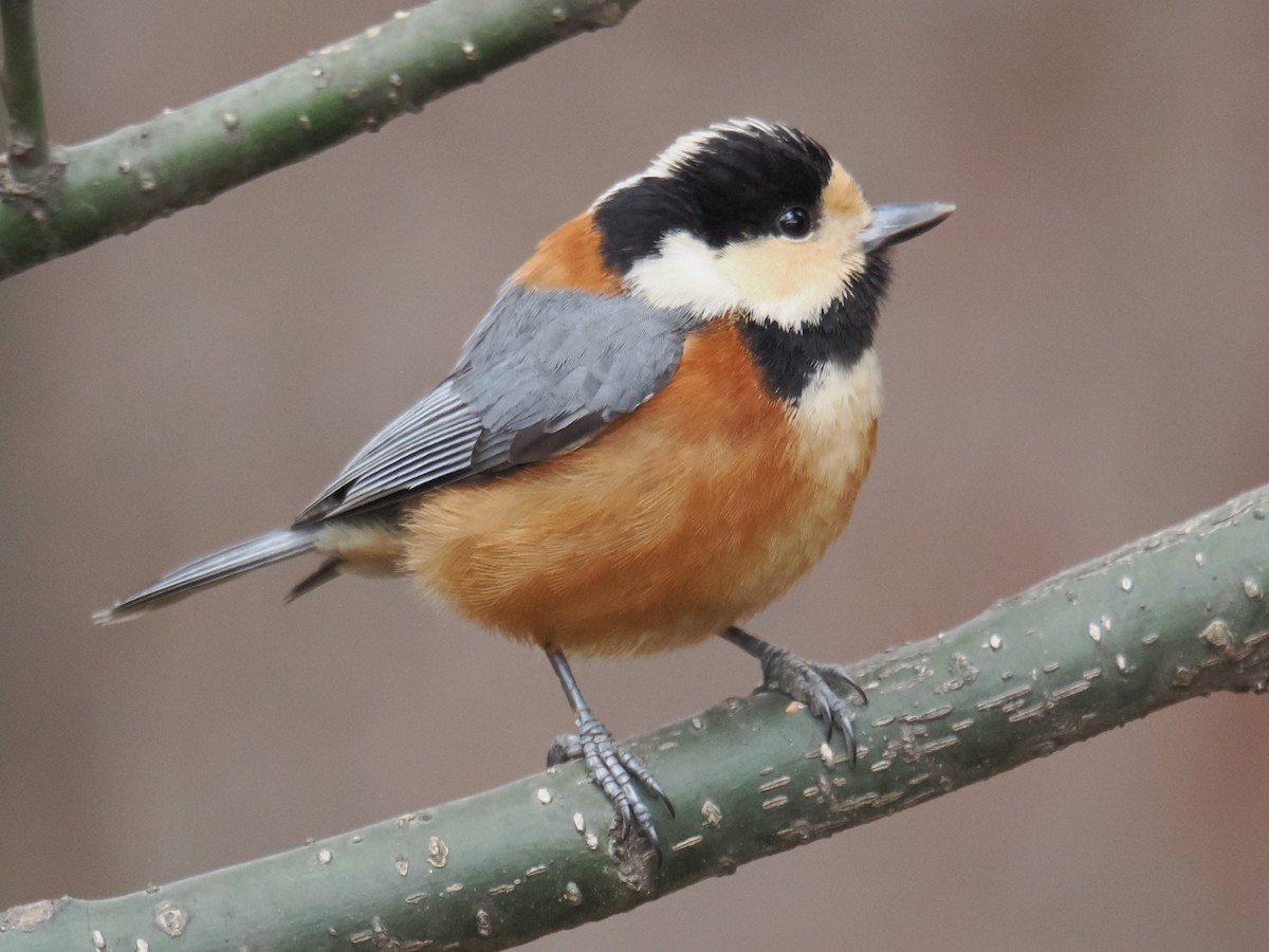 Varied Tit - ML642970122