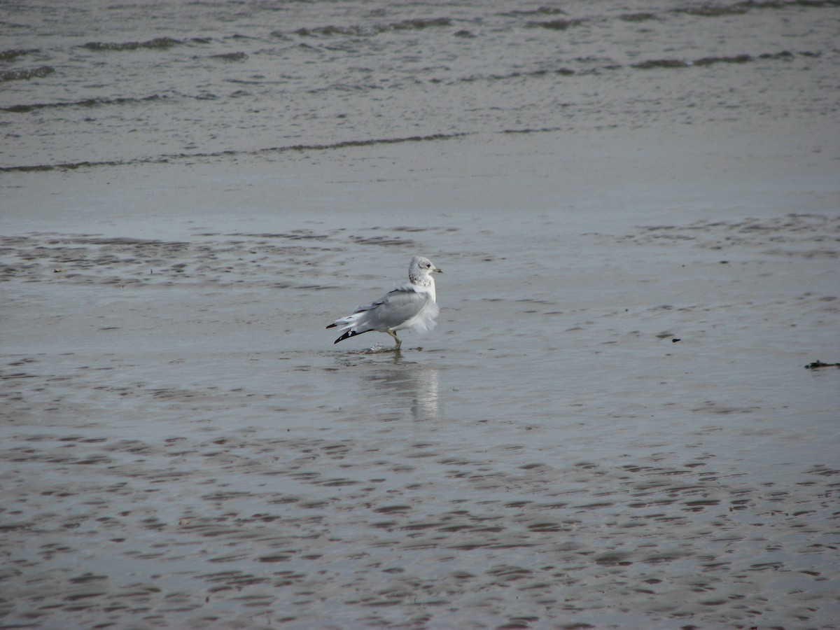 Common Gull - ML642970129