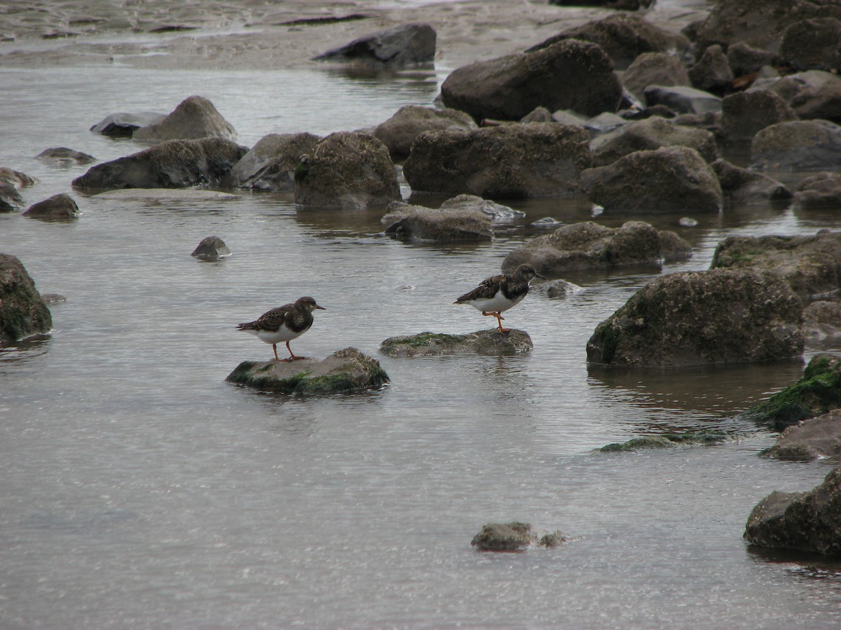 Ruddy Turnstone - ML642970144