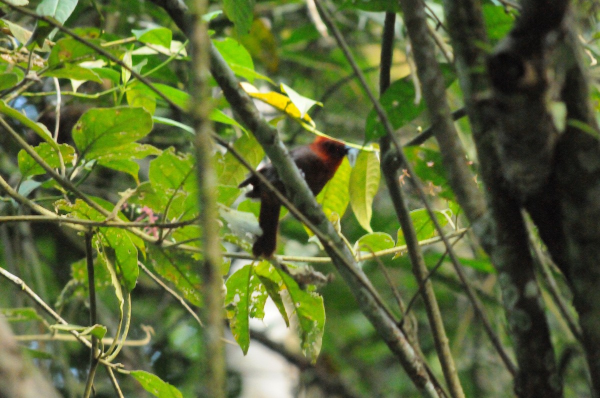 Crested Ant-Tanager - ML642970145